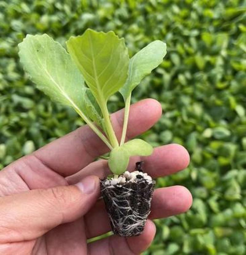 花菜苗实菜花苗紫色花椰菜苗紫花菜苗菜花苗包回收