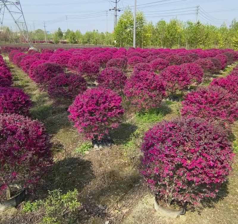 红继木球苗圃基地大量出售中，欢迎来电咨询订购