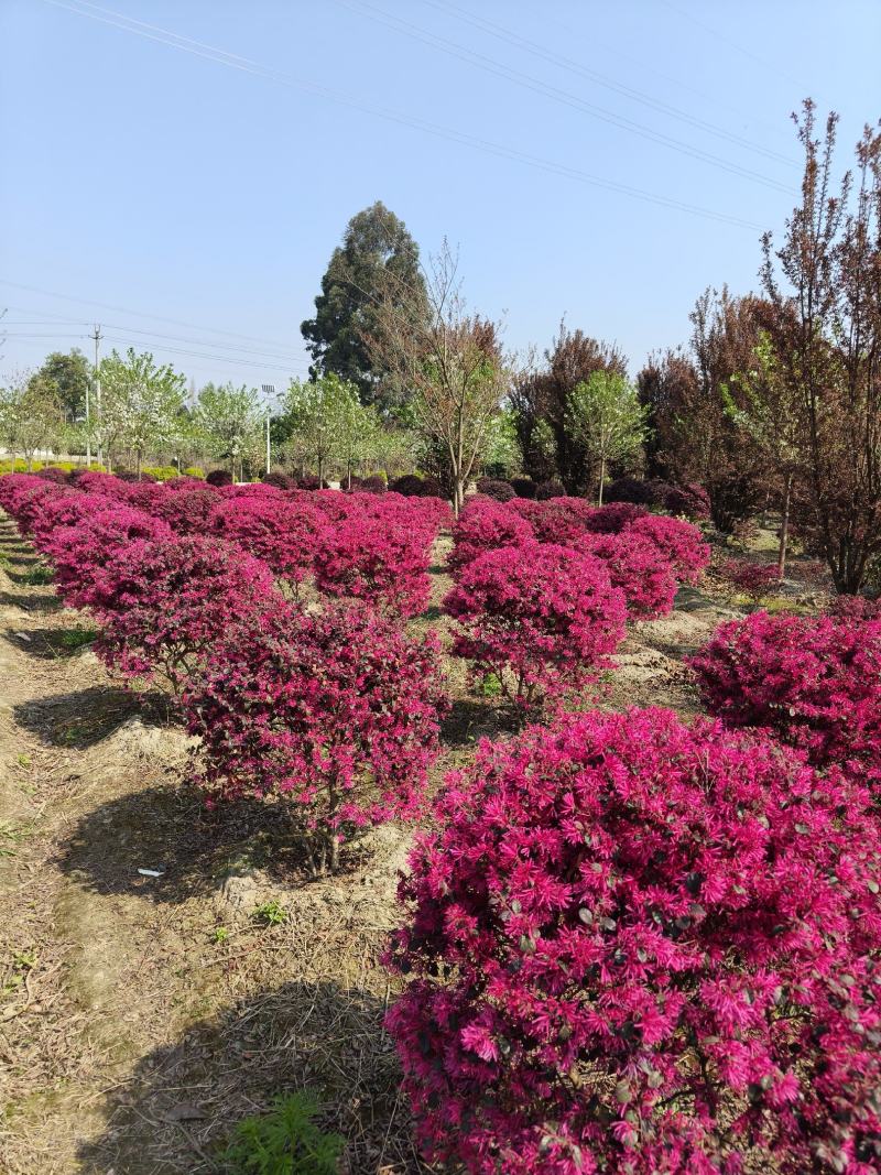 红继木球苗圃基地大量出售中，欢迎来电咨询订购