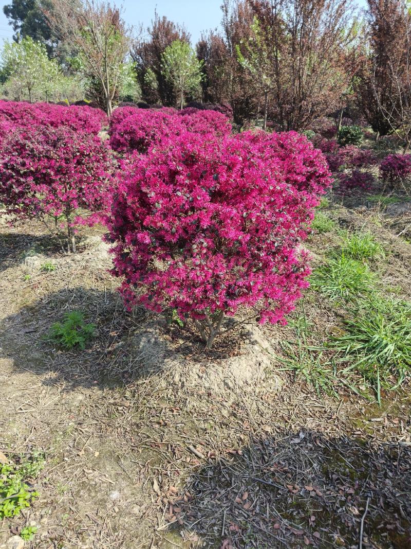 红继木球苗圃基地大量出售中，欢迎来电咨询订购
