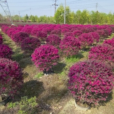 红继木球苗圃基地大量出售中，欢迎来电咨询订购