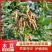 木豆种子观音豆柳豆豆蓉树豆树黄豆新采护坡灌木籽边