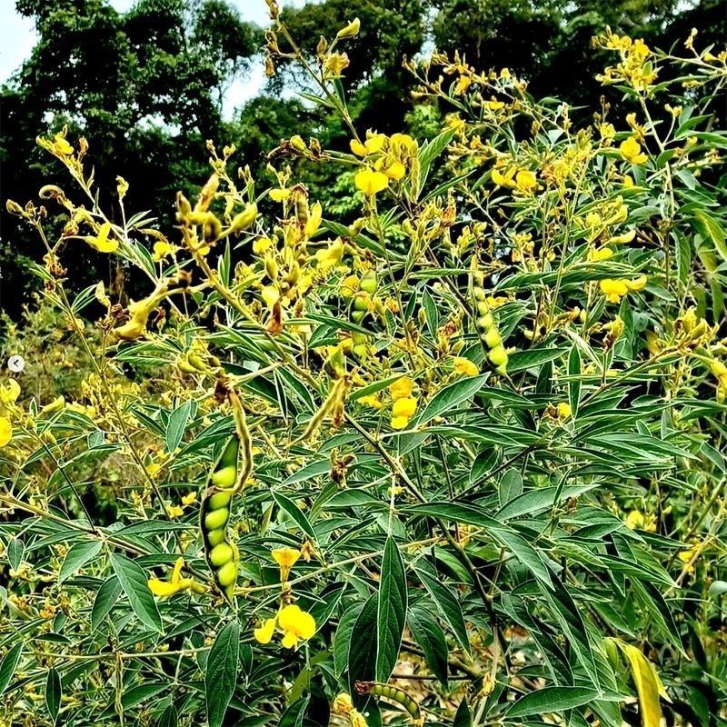 木豆种子观音豆柳豆豆蓉树豆树黄豆新采护坡灌木籽边