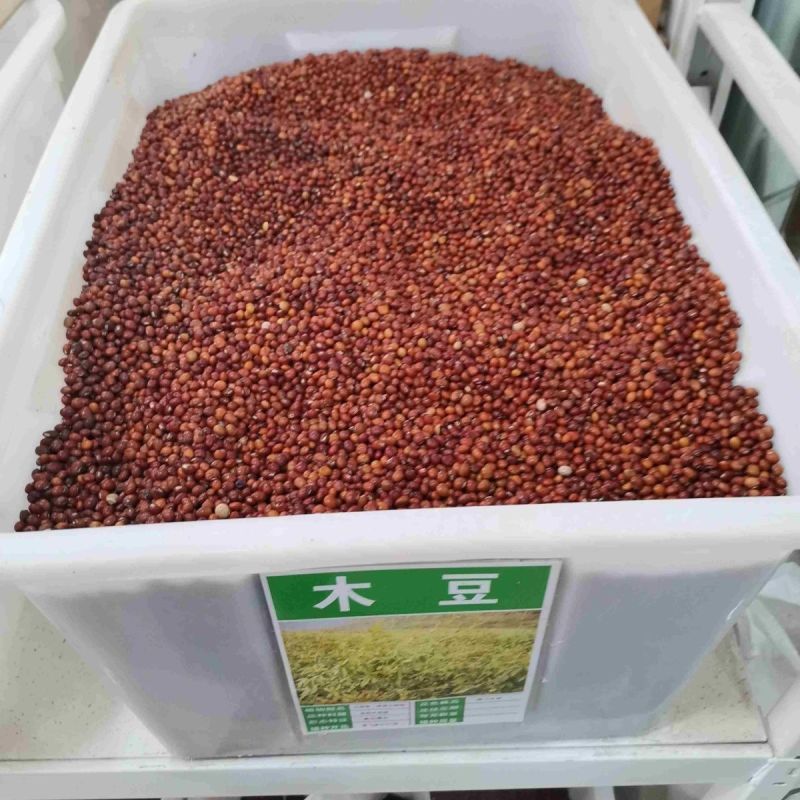 木豆种子观音豆柳豆豆蓉树豆树黄豆新采护坡灌木籽边