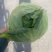 优质宣甘蓝，无虫眼，黄心，个头均匀，大量有货