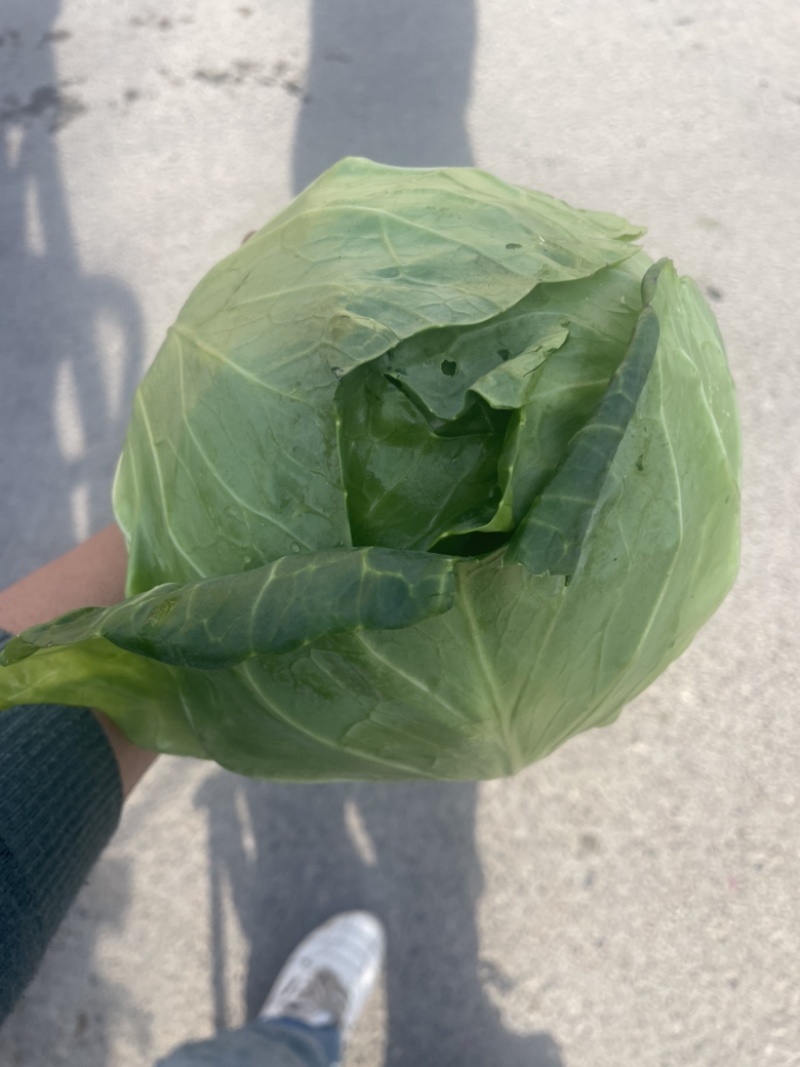 优质宣甘蓝，无虫眼，黄心，个头均匀，大量有货