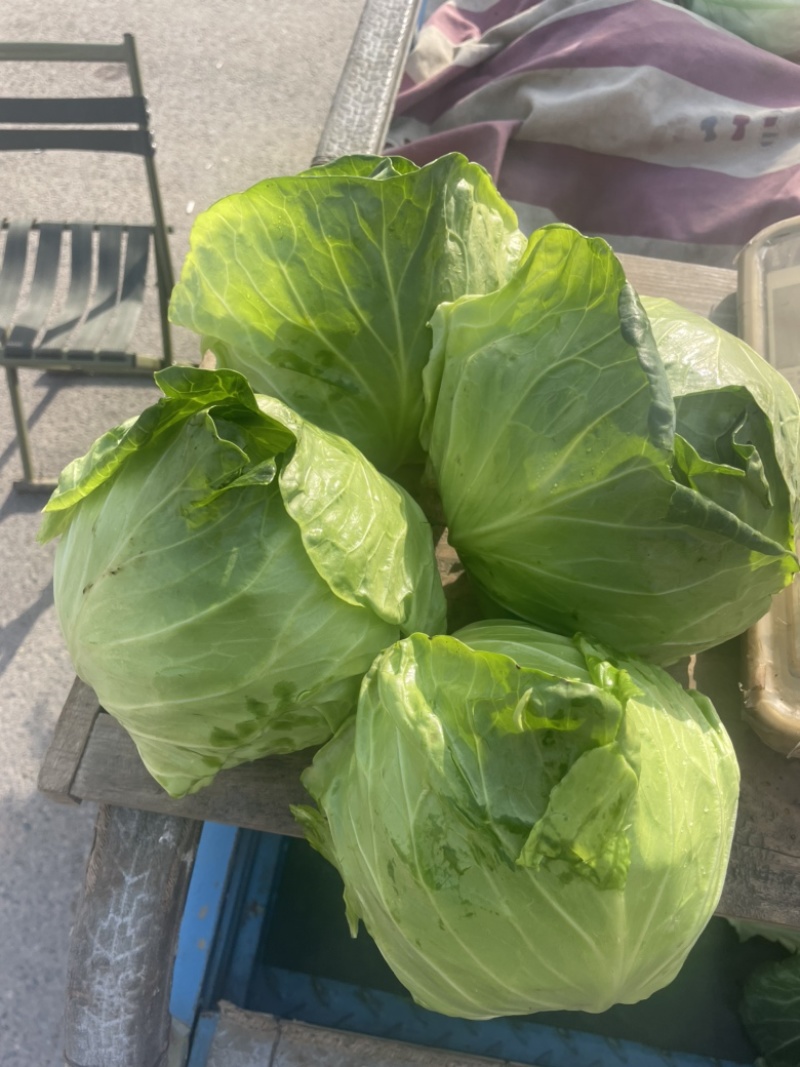 优质宣甘蓝，无虫眼，黄心，个头均匀，大量有货
