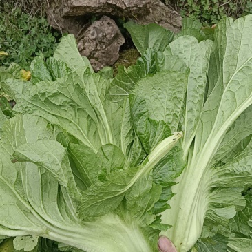 青菜
