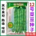 农普12号菜豆种子，脆嫩味甜，豆味，抗病，基地专用