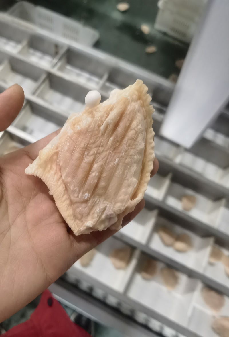 精品单冻鸡翅中一级原料制作包装精美诚招全国代理商