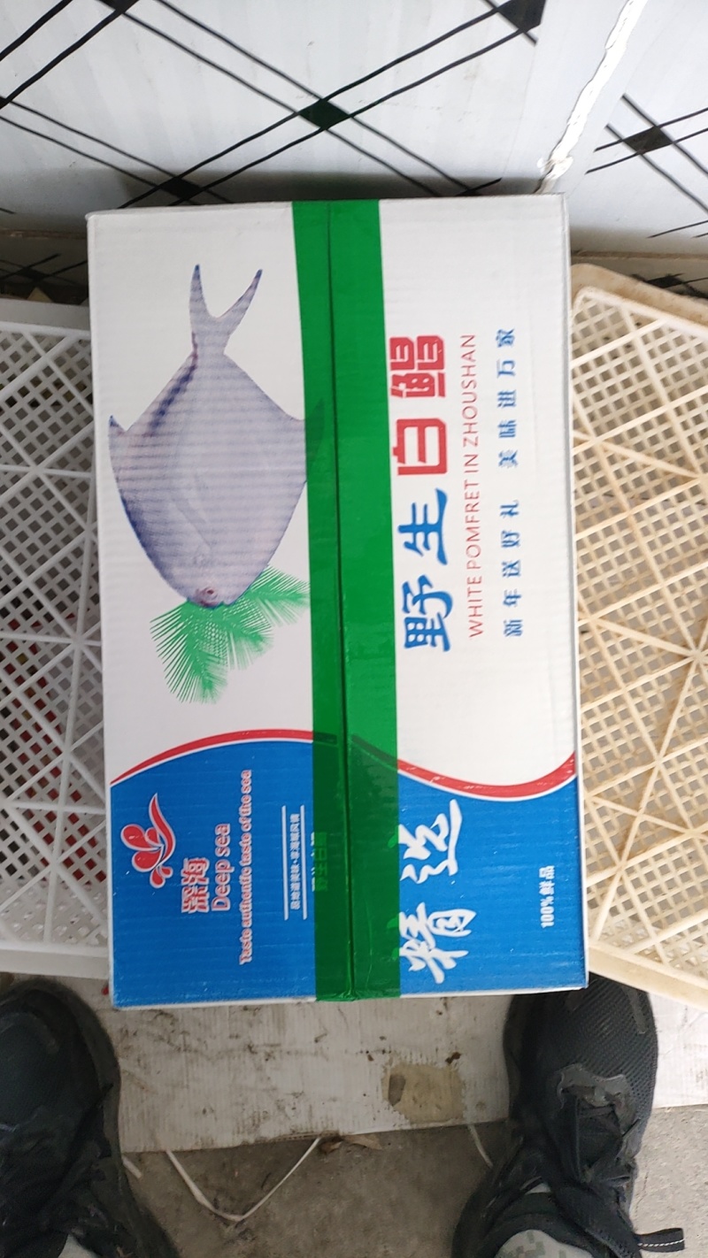 东海白鲳鱼200件起批全国各地均可直达一吨起批