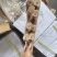 马面鱼剥皮鱼200/300100/150三去马面鱼