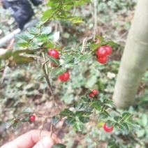 虎刺
