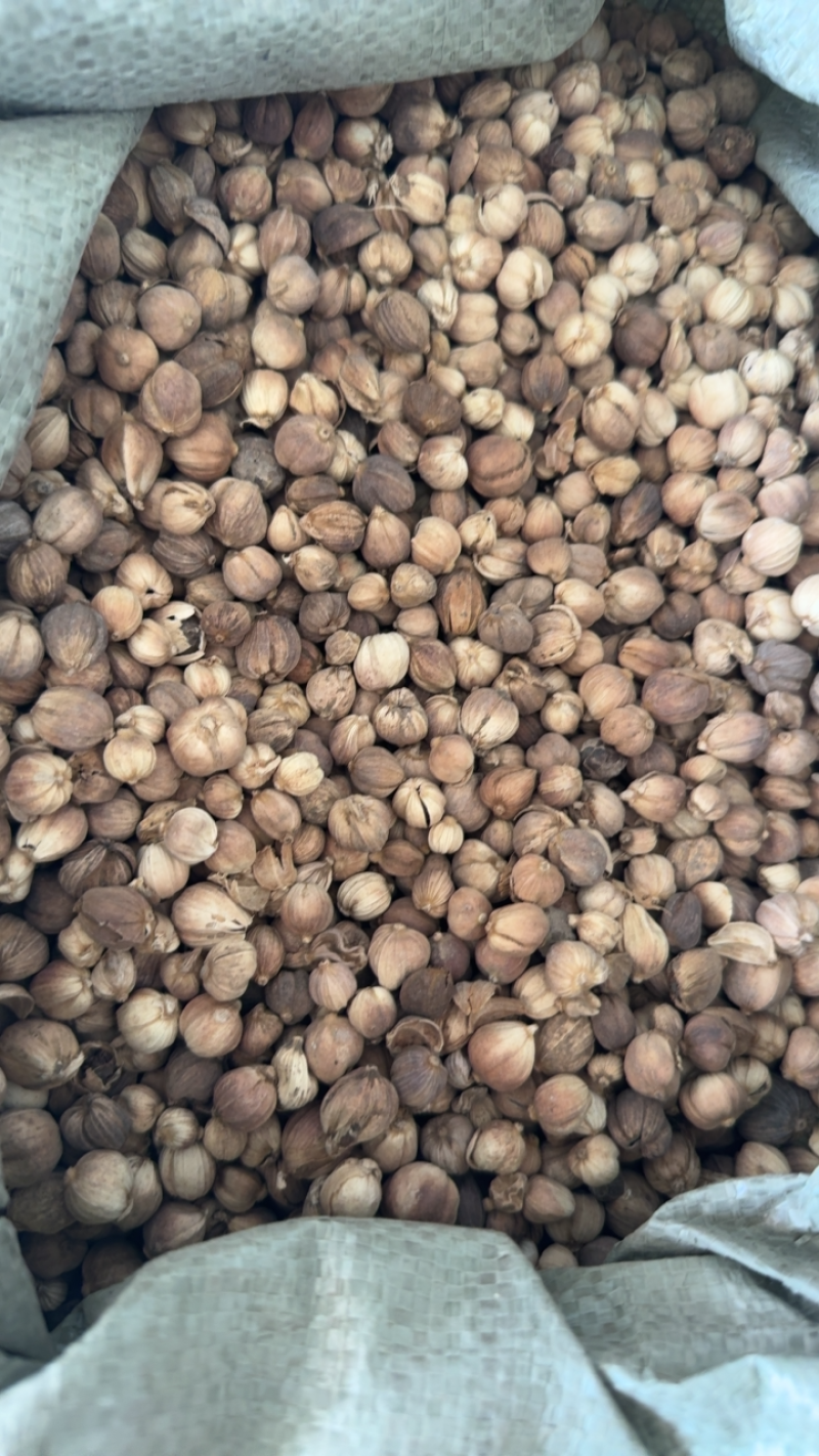 白豆蔻，山东弘舜中药材批发零售，品种规格齐全………………