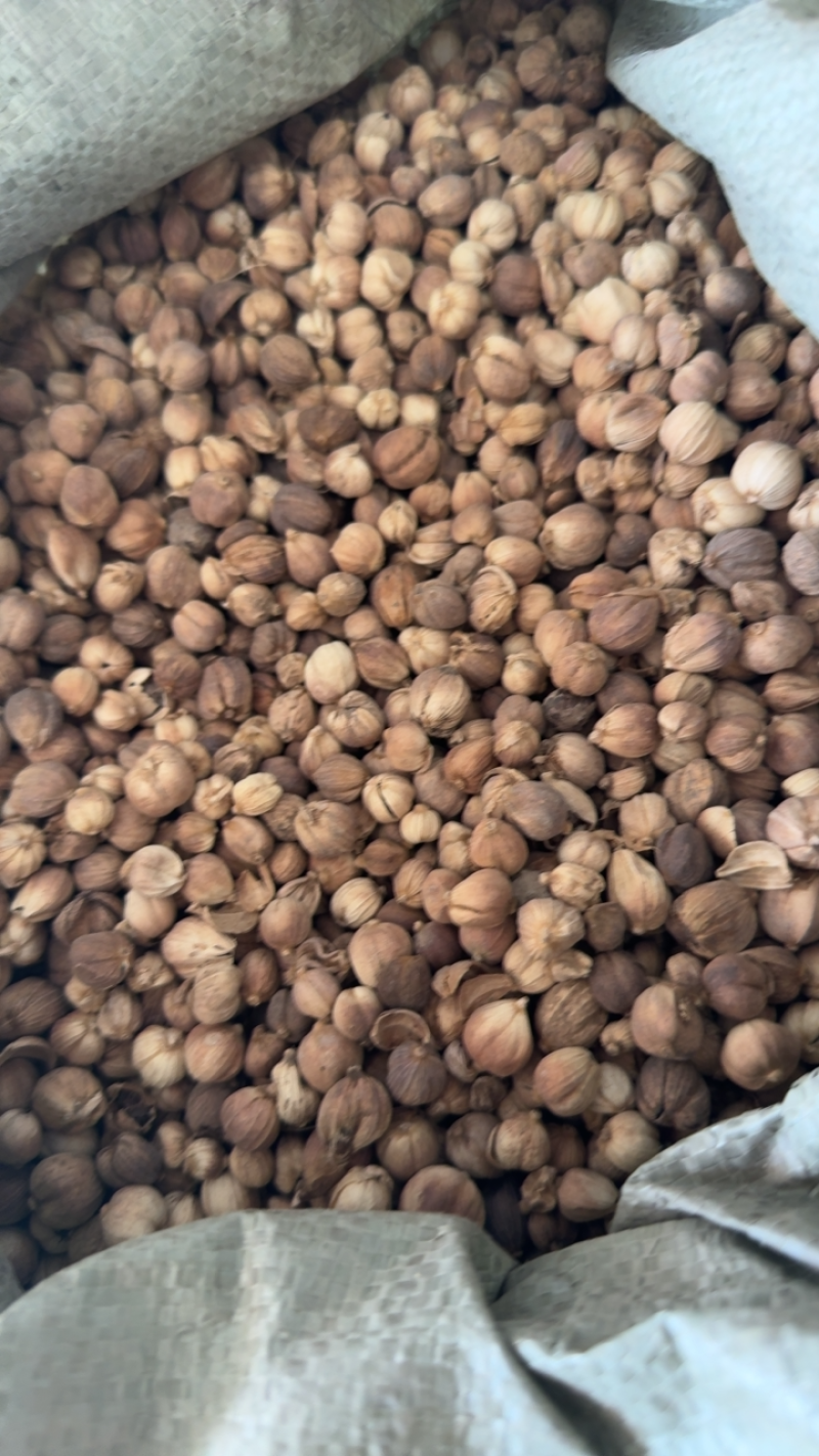 白豆蔻，山东弘舜中药材批发零售，品种规格齐全………………