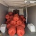 荸荠毛马蹄