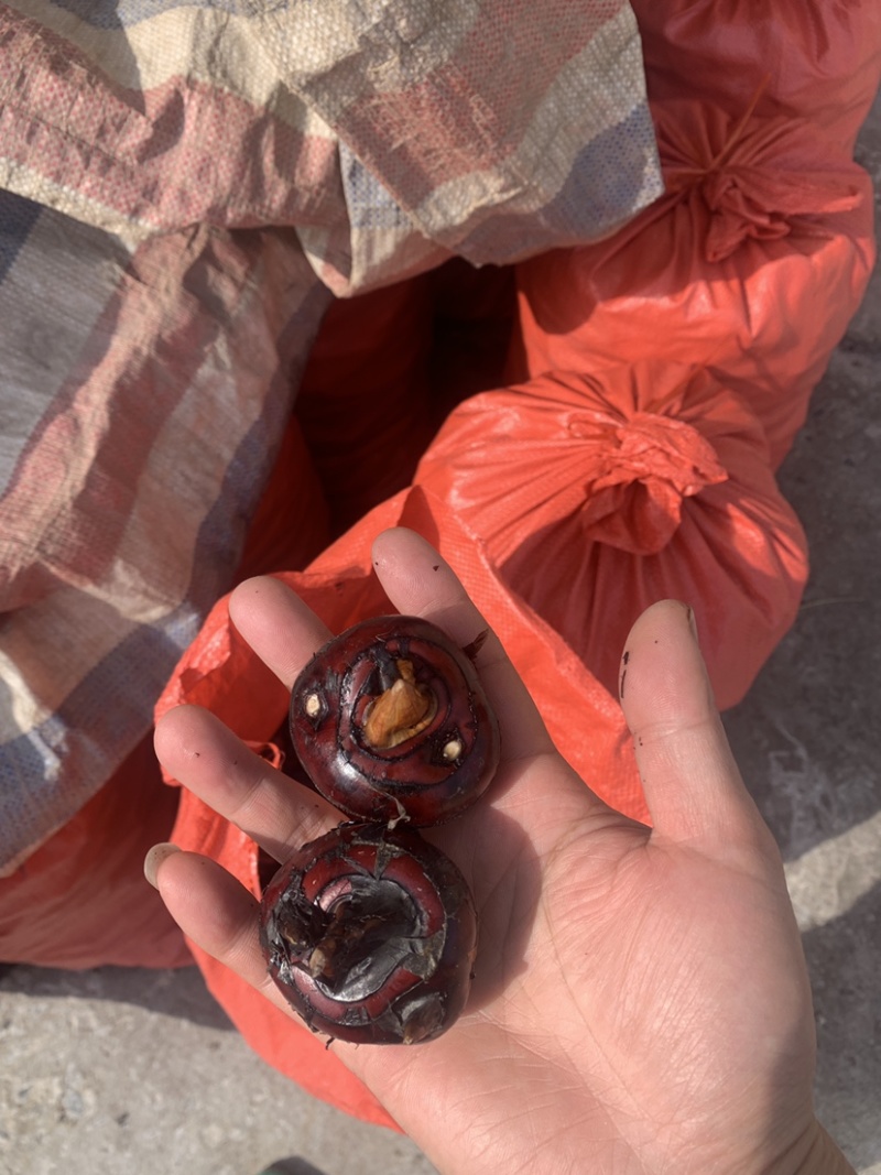 荸荠毛马蹄
