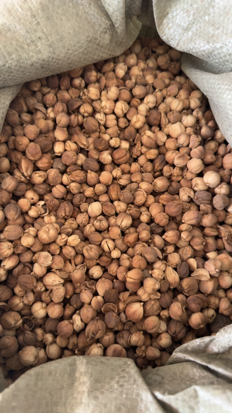 白豆蔻，山东弘舜中药材批发零售，品种规格齐全………………