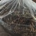 鹿茸菇干货好货批发产地一手货源本店经营各种野生菌产地批发