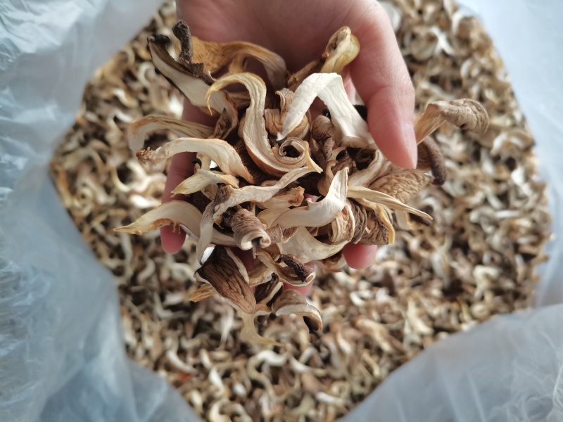 平菇干货各种规格各种型号批发需要联系价格便宜满意下单