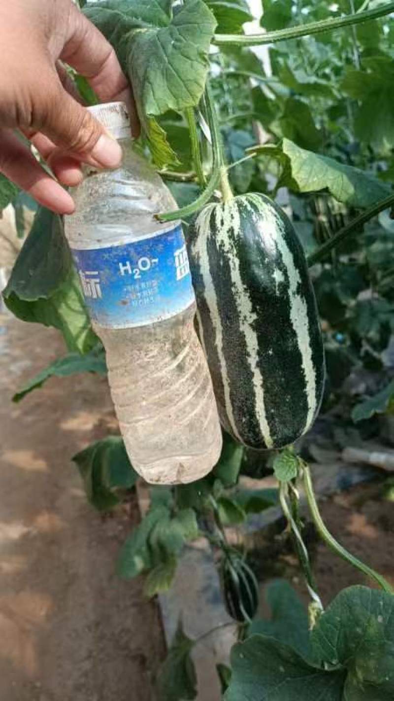 博洋九甜瓜成熟度高条形好质量**7两到一斤
