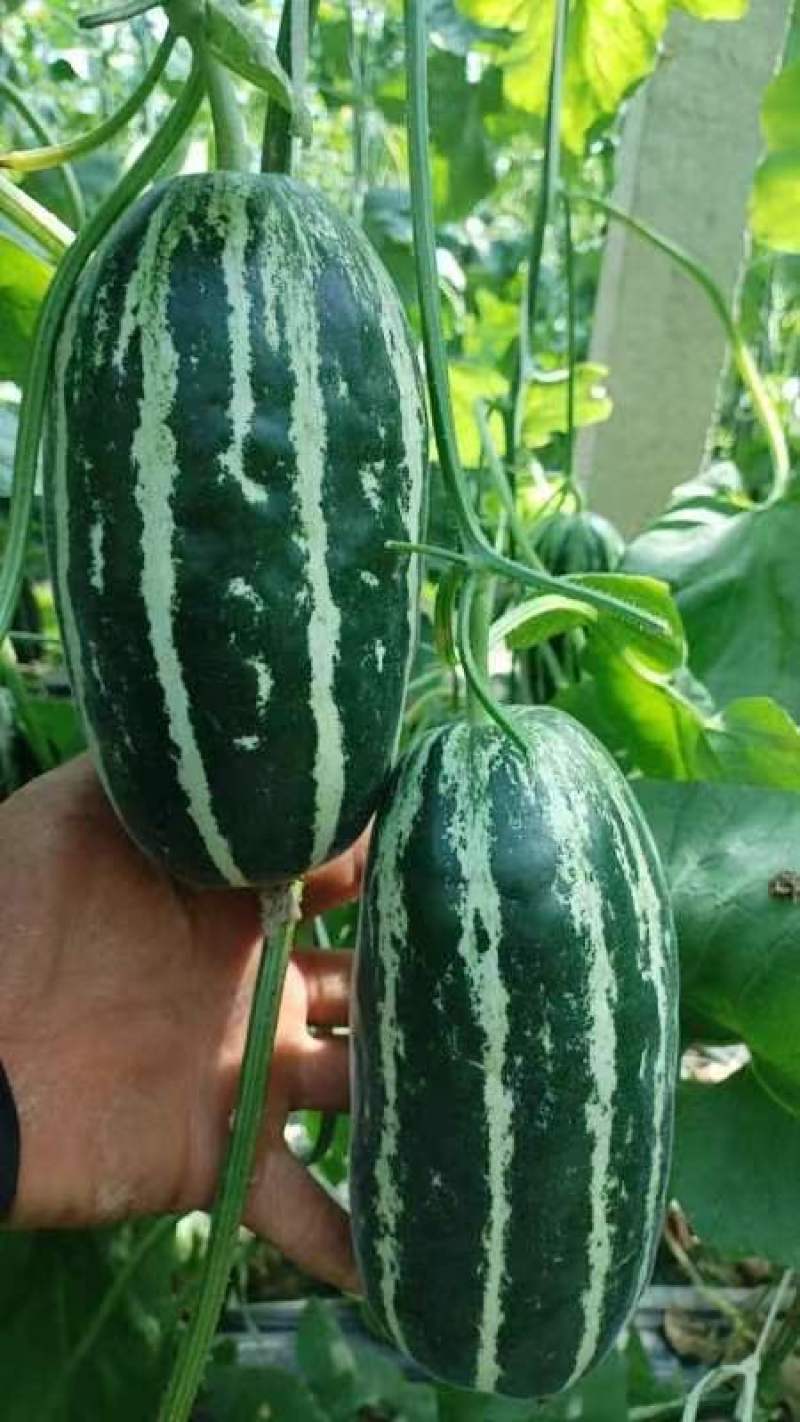 博洋九甜瓜成熟度高条形好质量**7两到一斤
