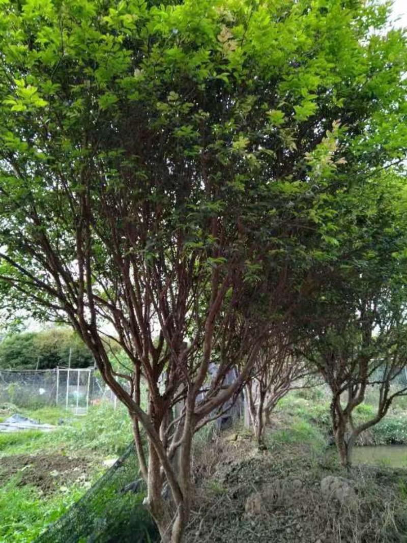 广东嘉宝果树老葡萄树5至6年苗，出果高，基地直发货