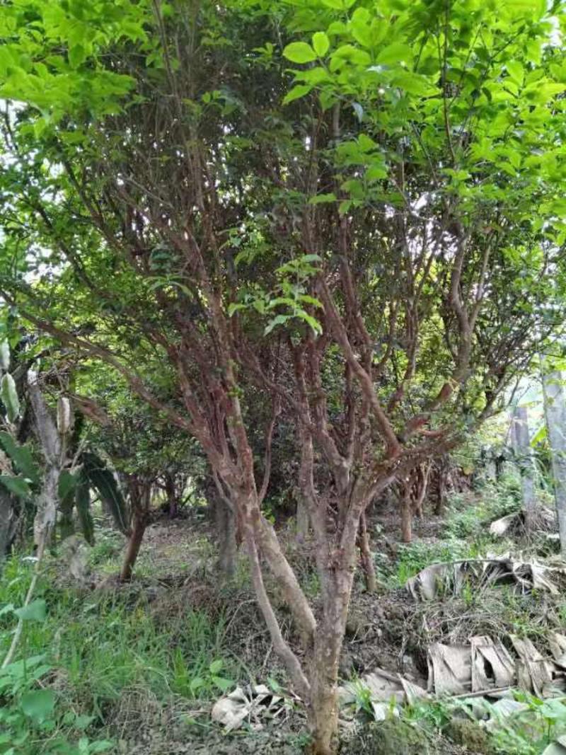 广东嘉宝果树老葡萄树5至6年苗，出果高，基地直发货