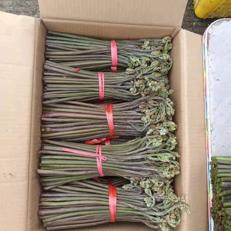 新鲜蕨菜有要求可以提今天下山晚上就可以发走