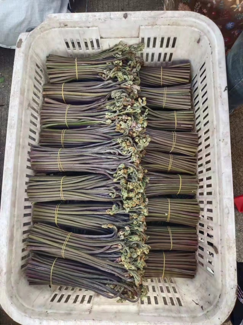 新鲜蕨菜有要求可以提今天下山晚上就可以发走