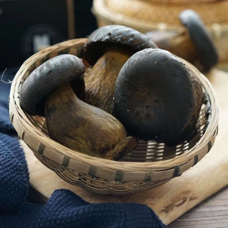 牛肝菌