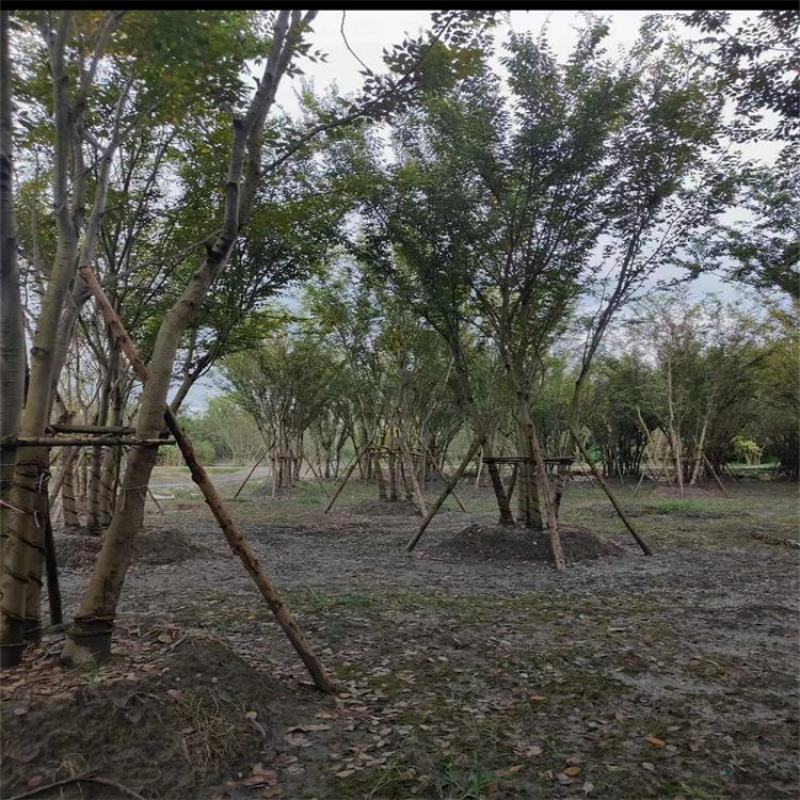 榉树基地直供8-10-12-15-20公分丛生榉树