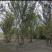 榉树基地直供8-10-12-15-20公分丛生榉树