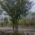 榉树基地直供8-10-12-15-20公分丛生榉树