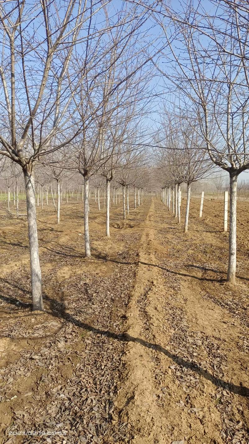 现挖染井吉野樱花树各种规格承接绿化工程欢迎来电采购