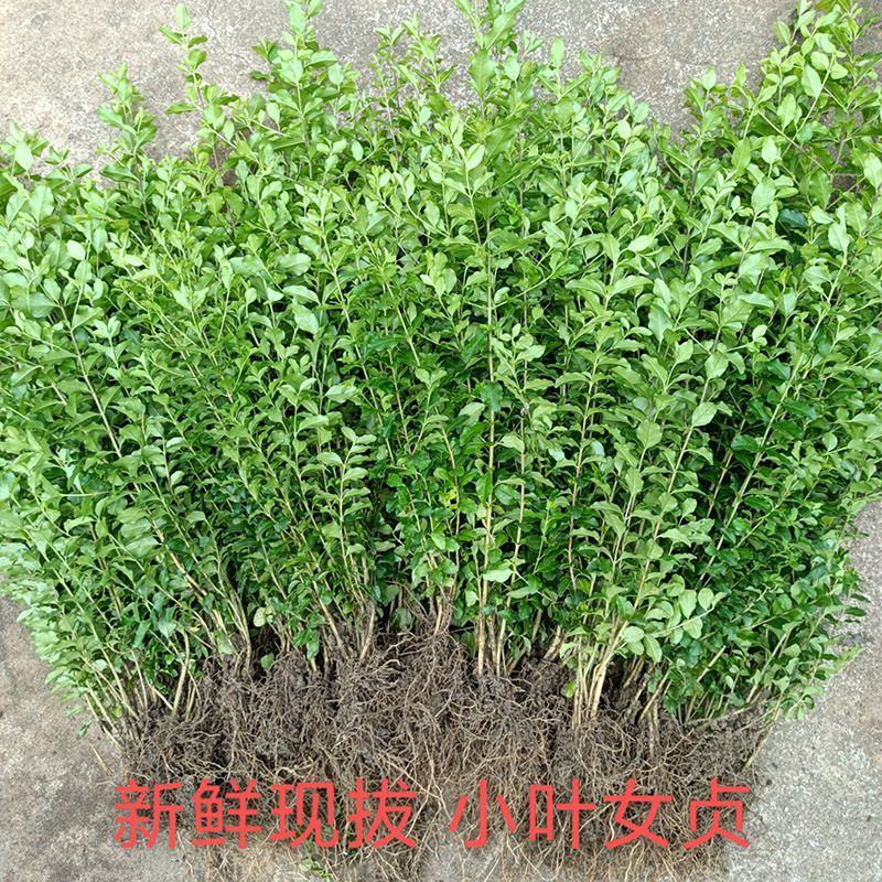 小叶女贞树苗四季常青室外庭院别墅小区绿篱苗道路绿化耐寒不