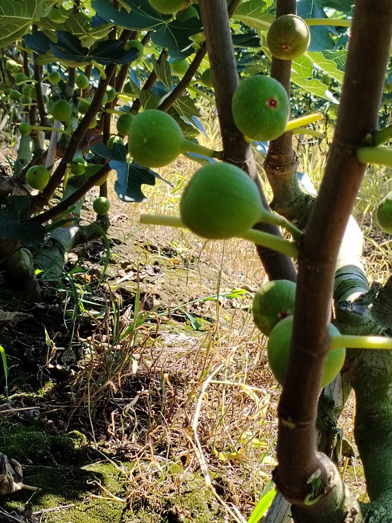 无花果鲜果