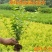 金叶女贞苗庭院别墅绿化苗绿篱围墙苗工程绿化苗四季