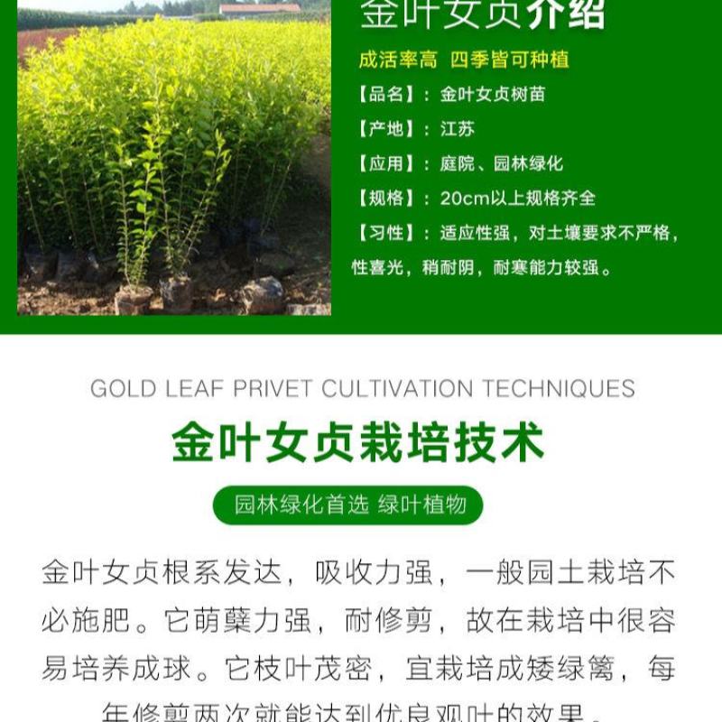 金叶女贞苗庭院别墅绿化苗绿篱围墙苗工程绿化苗四季