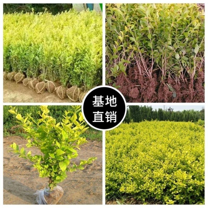 金叶女贞苗庭院别墅绿化苗绿篱围墙苗工程绿化苗四季