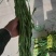 贡菜