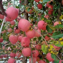 陕西【红富士苹果】膜代，纸袋，纸加膜冷库大量降价