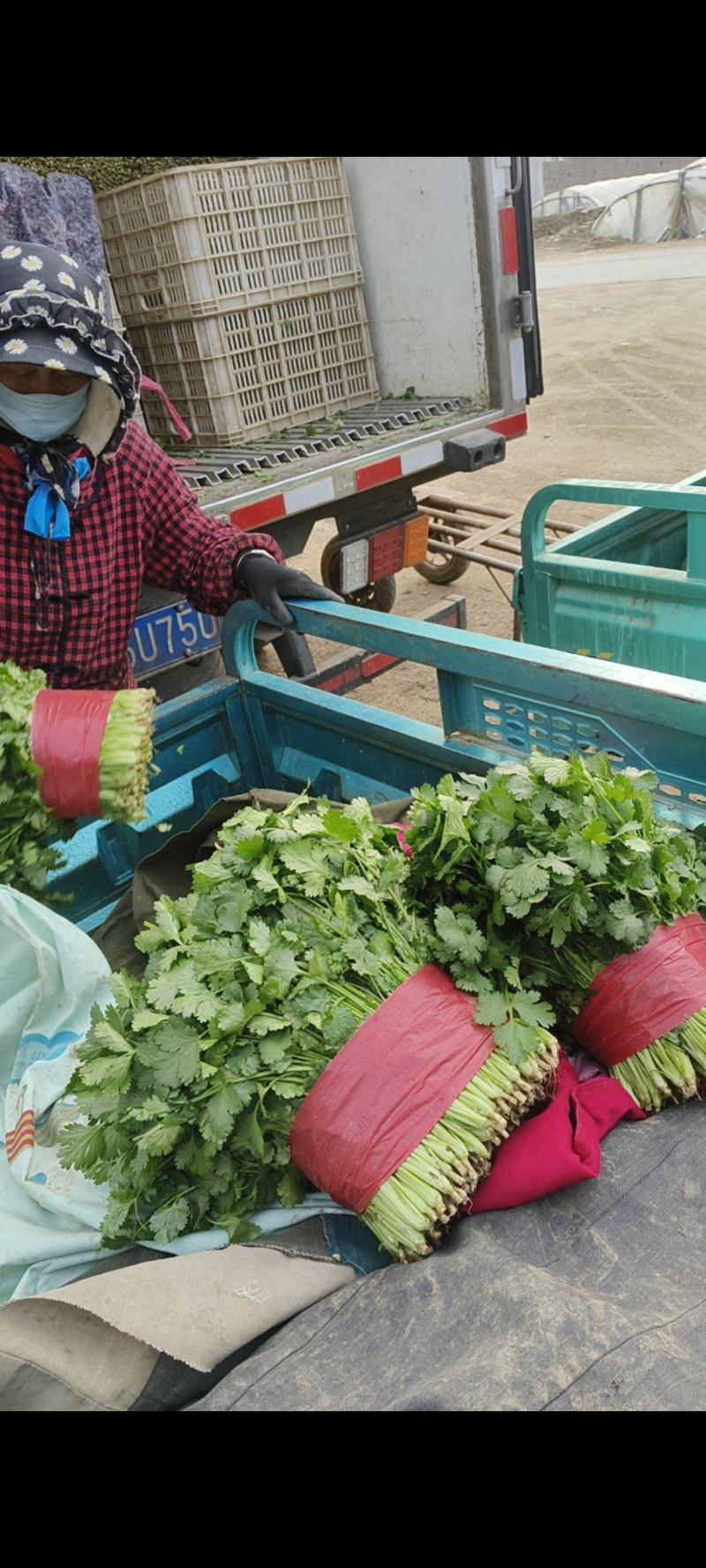 全国各地全年代收代发精品香菜、菠菜。