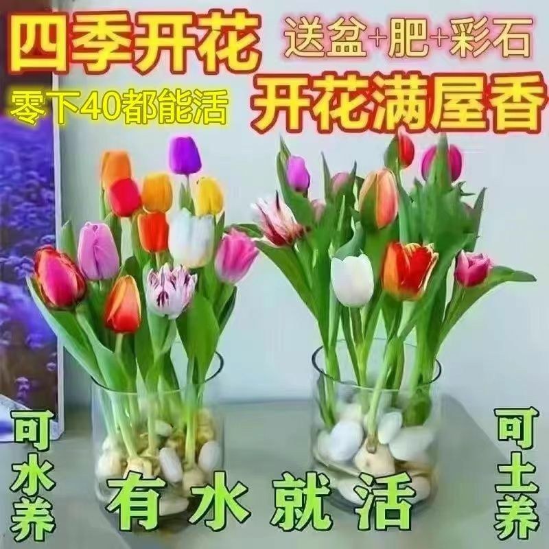 郁金香10厘米以下成活率高不活免费补发
