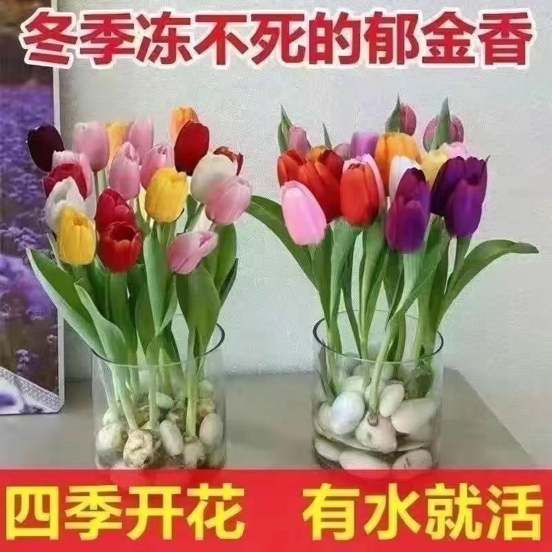郁金香10厘米以下成活率高不活免费补发