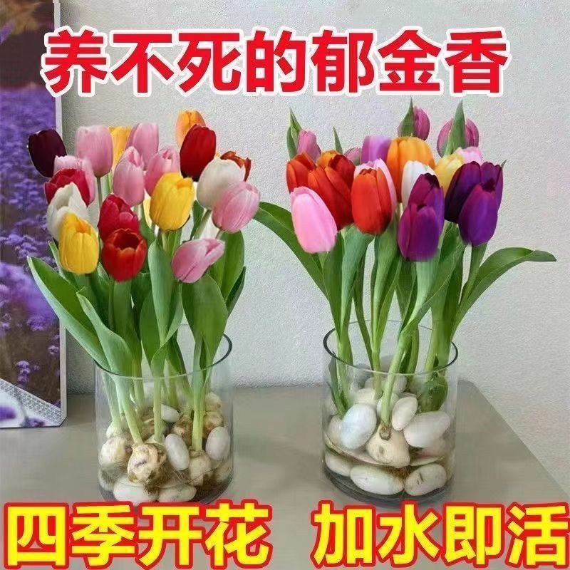 郁金香10厘米以下成活率高不活免费补发