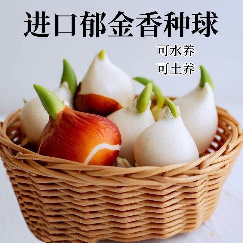 郁金香10厘米以下成活率高不活免费补发