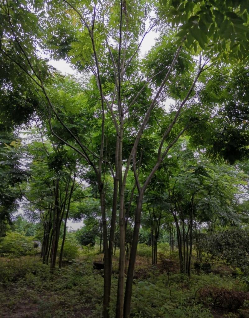 丛生栾树，10公分丛生多杆栾树，基地直发，存活率高