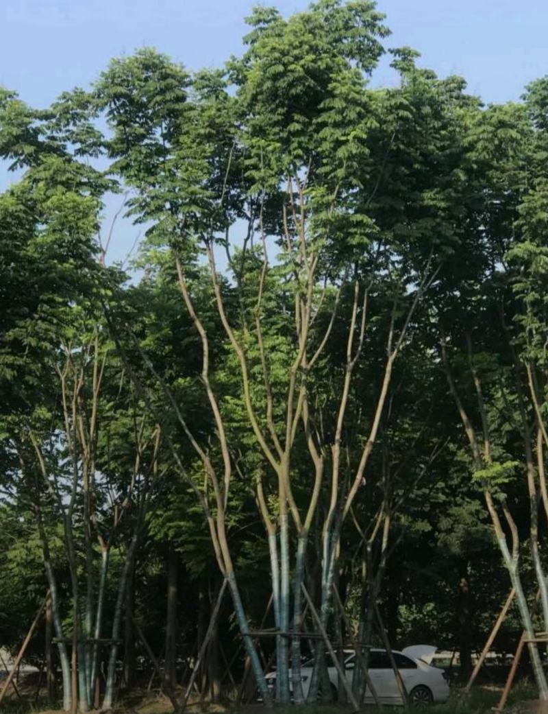 丛生栾树，10公分丛生多杆栾树，基地直发，存活率高