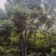 丛生栾树，10公分丛生多杆栾树，基地直发，存活率高